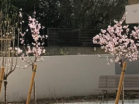 arbres en fleur